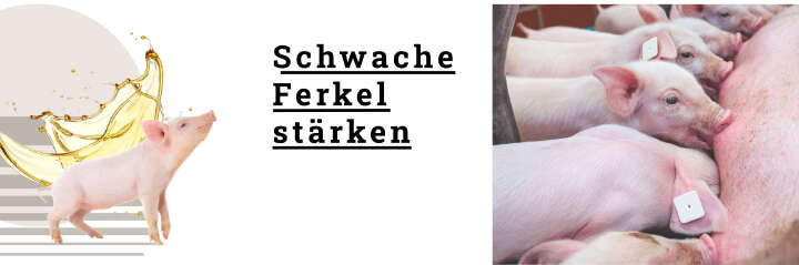 blattin in der praxis schwein Blattisan Ferkel Starter banner fur schwache ferkel Alternative blattin in der praxis schwein Blattisan Ferkel Starter banner fur schwache ferkel Alternative